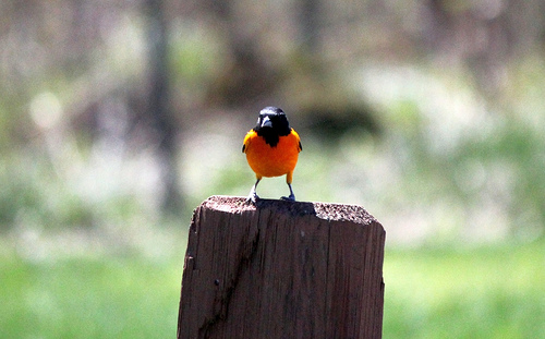 Baltimore Oriole